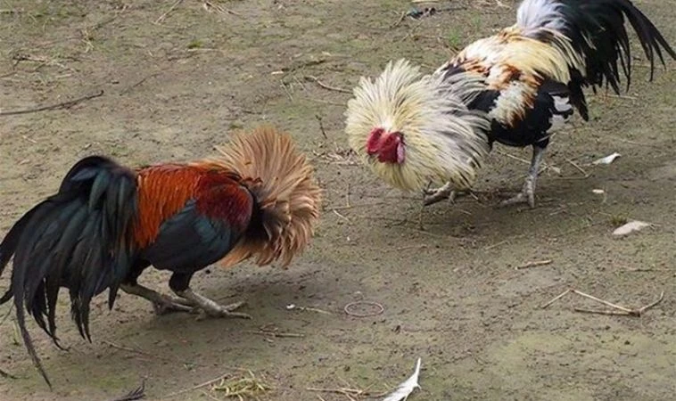 đá gà Sabong tại BJ88